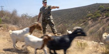 Marine Goats
