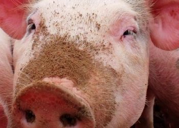 Pig